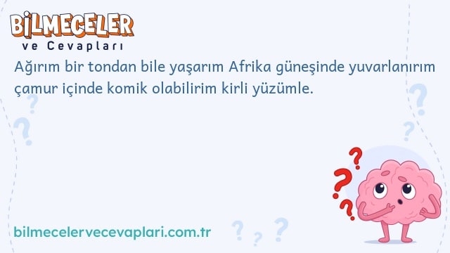 Ağırım bir tondan bile yaşarım Afrika güneşinde yuvarlanırım çamur içinde komik olabilirim kirli yüzümle.