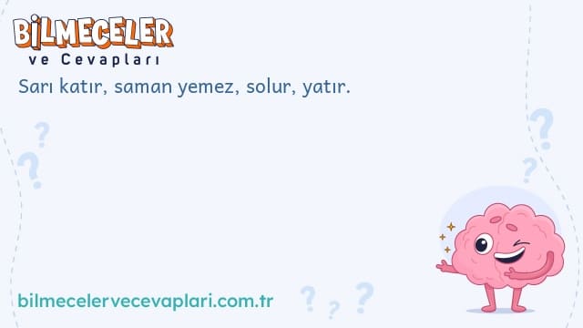 Sarı katır, saman yemez, solur, yatır.