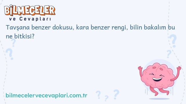 Tavşana benzer dokusu, kara benzer rengi, bilin bakalım bu ne bitkisi?