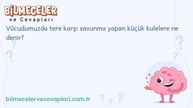 Vücudumuzda tere karşı savunma yapan küçük kulelere ne denir?