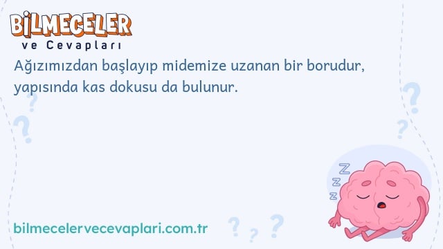 Ağızımızdan başlayıp midemize uzanan bir borudur, yapısında kas dokusu da bulunur.