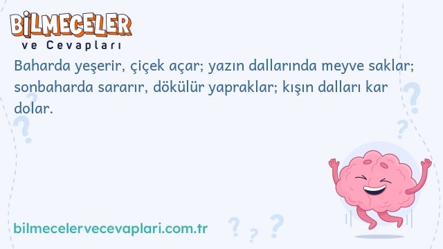 Baharda yeşerir, çiçek açar; yazın dallarında meyve saklar; sonbaharda sararır, dökülür yapraklar; kışın dalları kar dolar.