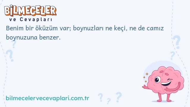 Benim bir öküzüm var; boynuzları ne keçi, ne de camız boynuzuna benzer.