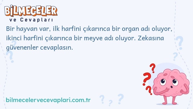 Bir hayvan var, ilk harfini çıkarınca bir organ adı oluyor, ikinci harfini çıkarınca bir meyve adı oluyor. Zekasına güvenenler cevaplasın.