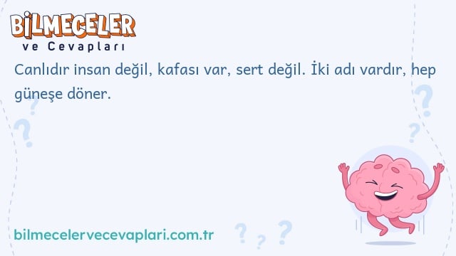 Canlıdır insan değil, kafası var, sert değil. İki adı vardır, hep güneşe döner.