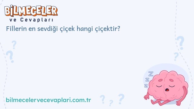 Fillerin en sevdiği çiçek hangi çiçektir?