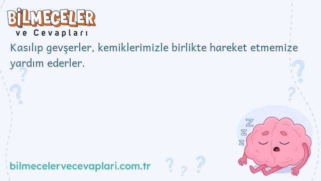 Kasılıp gevşerler, kemiklerimizle birlikte hareket etmemize yardım ederler.