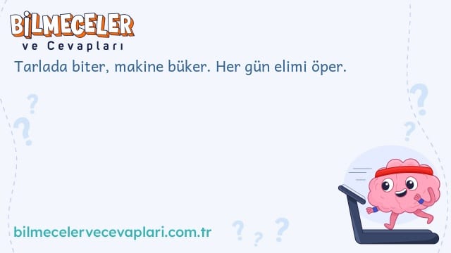 Tarlada biter, makine büker. Her gün elimi öper.