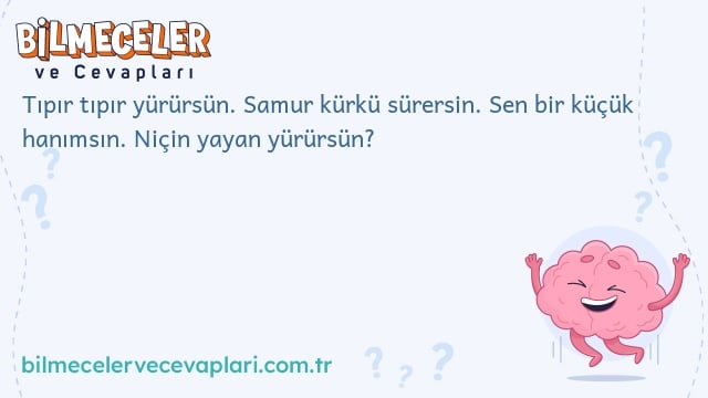 Tıpır tıpır yürürsün. Samur kürkü sürersin. Sen bir küçük hanımsın. Niçin yayan yürürsün?