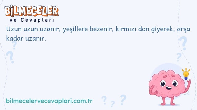 Uzun uzun uzanır, yeşillere bezenir, kırmızı don giyerek, arşa kadar uzanır.