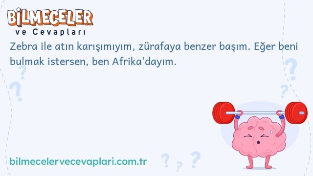 Zebra ile atın karışımıyım, zürafaya benzer başım. Eğer beni bulmak istersen, ben Afrika’dayım.