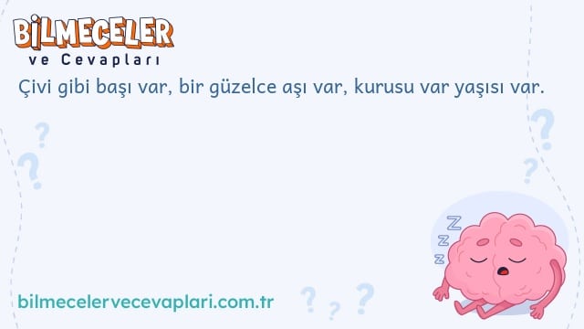 Çivi gibi başı var, bir güzelce aşı var, kurusu var yaşısı var.