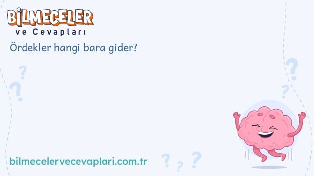 Ördekler hangi bara gider?