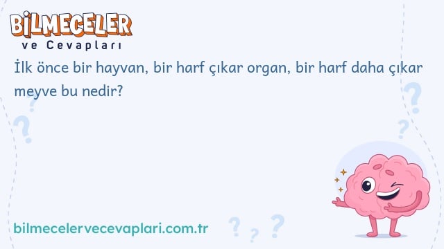 İlk önce bir hayvan, bir harf çıkar organ, bir harf daha çıkar meyve bu nedir?