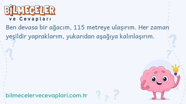 Ben devasa bir ağacım, 115 metreye ulaşırım. Her zaman yeşildir yapraklarım, yukarıdan aşağıya kalınlaşırım.