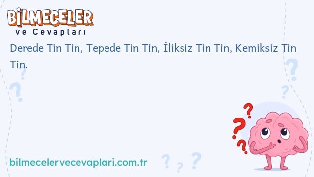 Derede Tin Tin, Tepede Tin Tin, İliksiz Tin Tin, Kemiksiz Tin Tin.