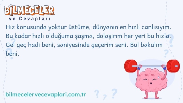 Hız konusunda yoktur üstüme, dünyanın en hızlı canlısıyım. Bu kadar hızlı olduğuma şaşma, dolaşırım her yeri bu hızla. Gel geç hadi beni, saniyesinde geçerim seni. Bul bakalım beni.