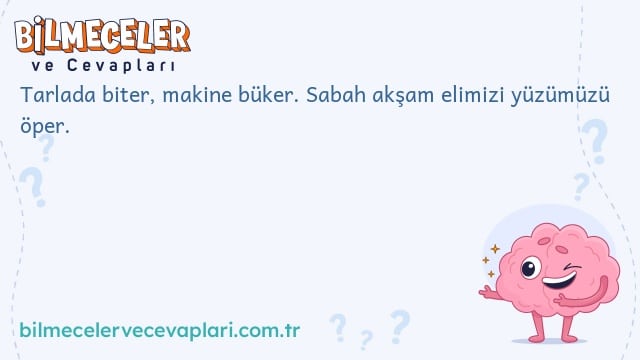 Tarlada biter, makine büker. Sabah akşam elimizi yüzümüzü öper.